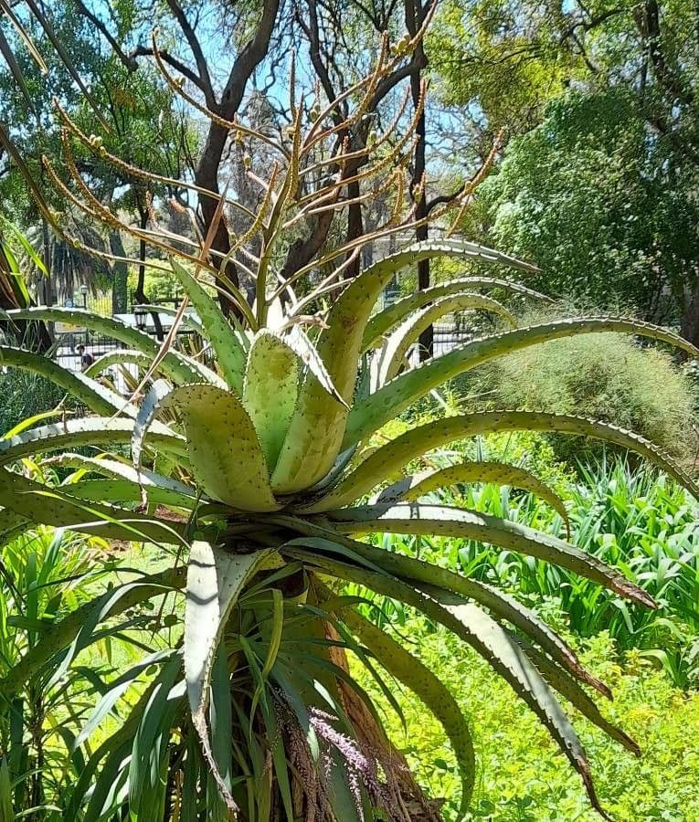 Transvaal-Aloe 11