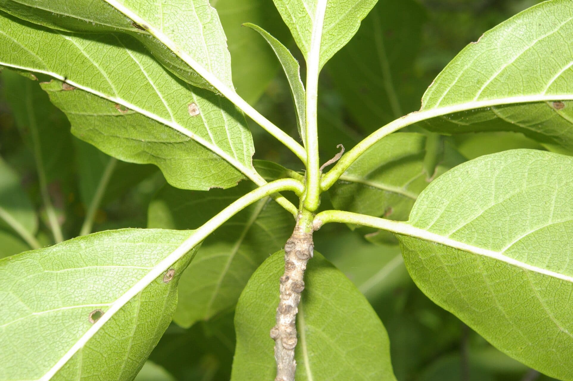 Cordia gerascanthus 8