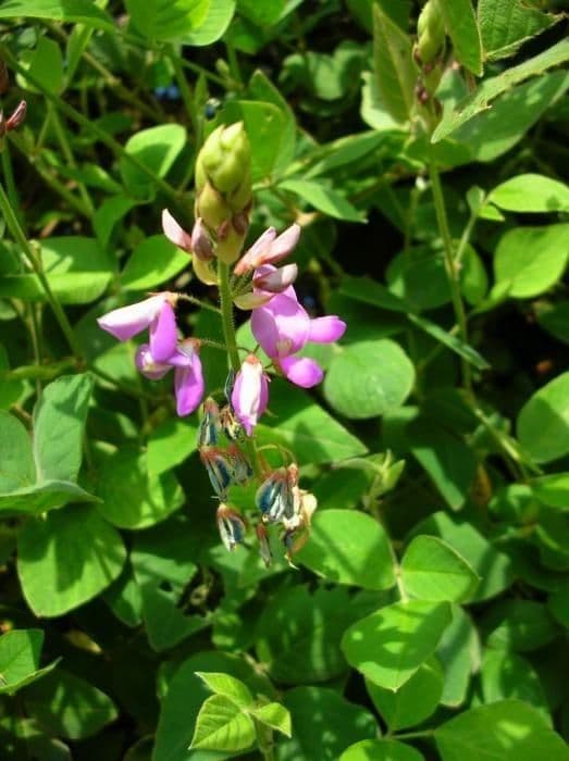 Desmodium 11