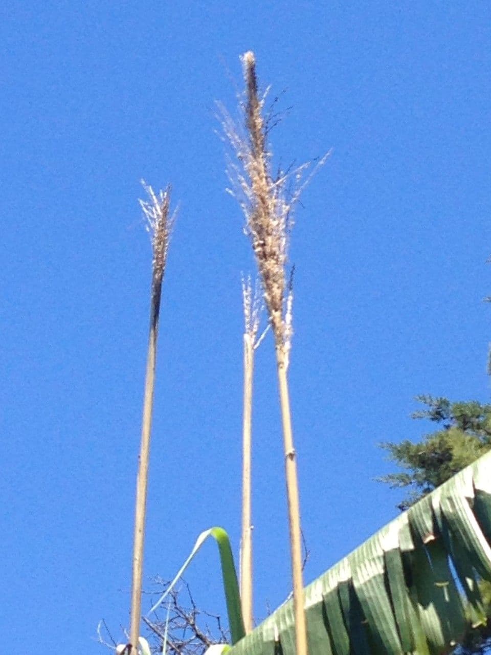 Zuckerrohr