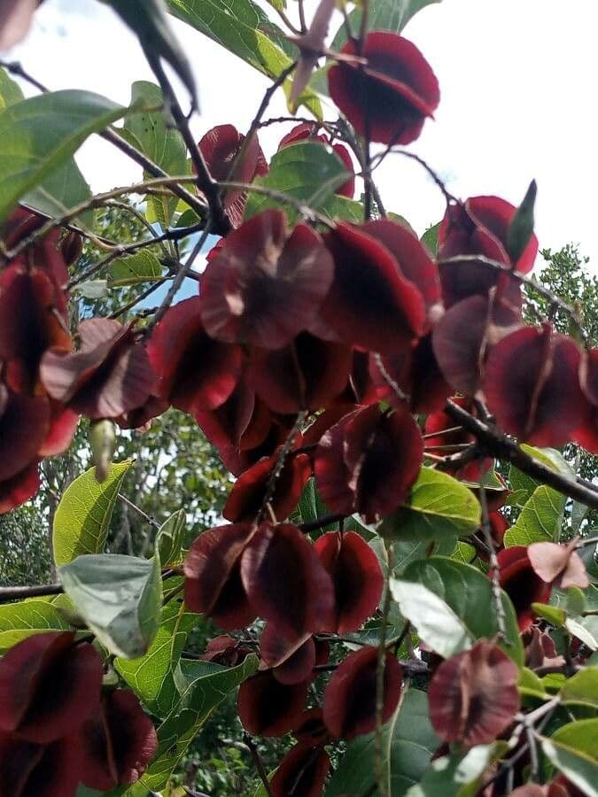 Terminalia 4