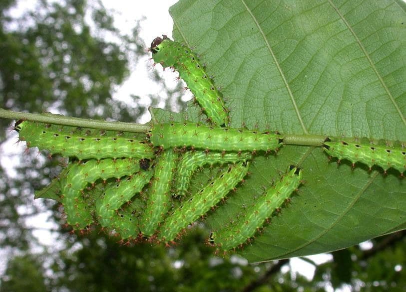 Rhodostemonodaphne 18