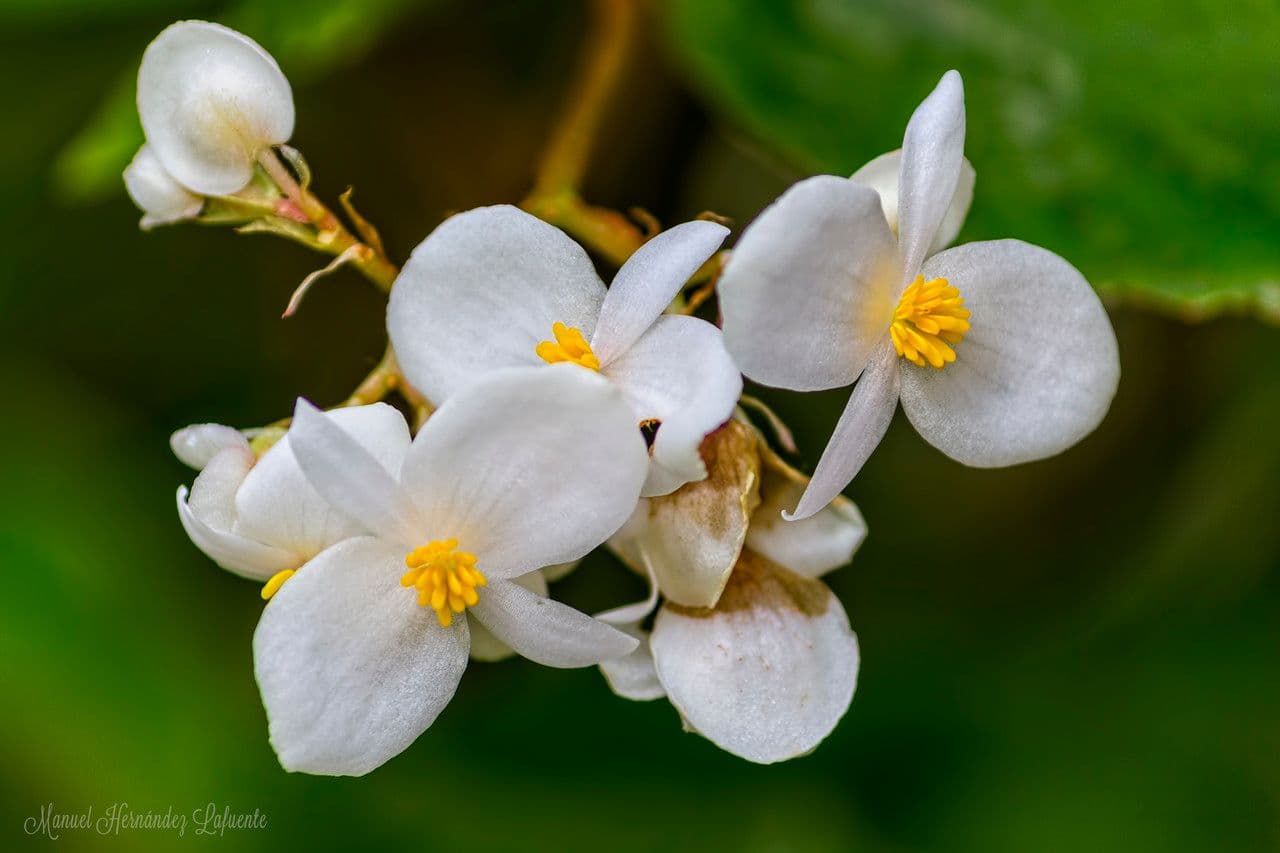 Begonia 2