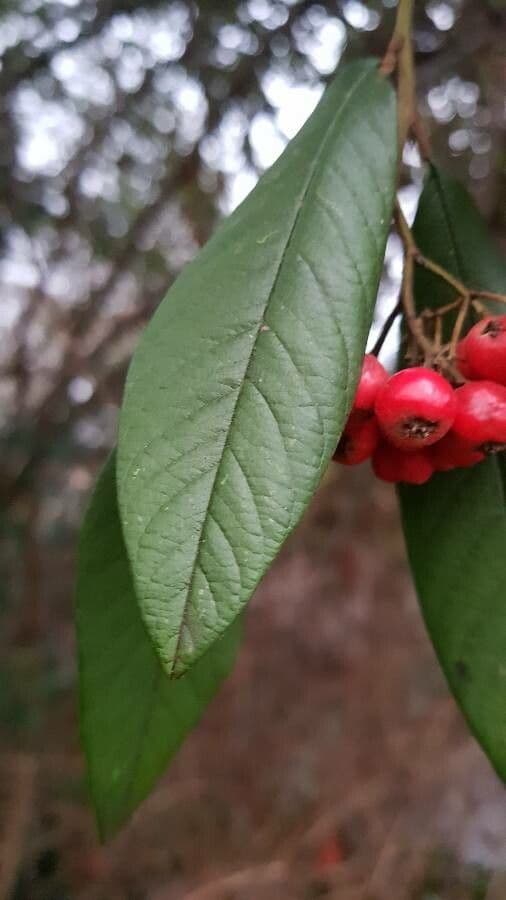 Cotoneaster 20