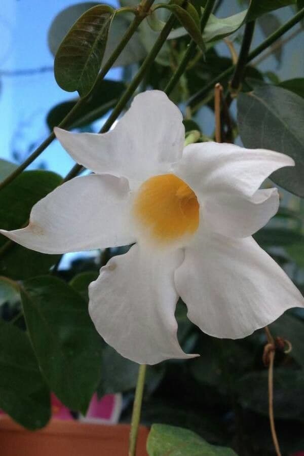 Chilenischer Jasmin 10