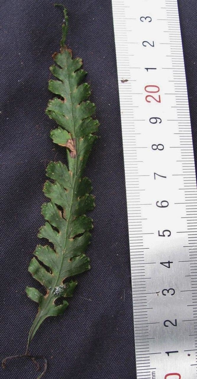 Trichomanes polypodioides 2