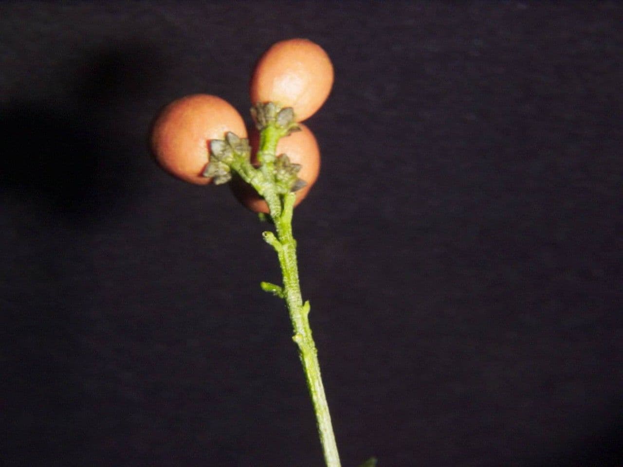 Bunchosia