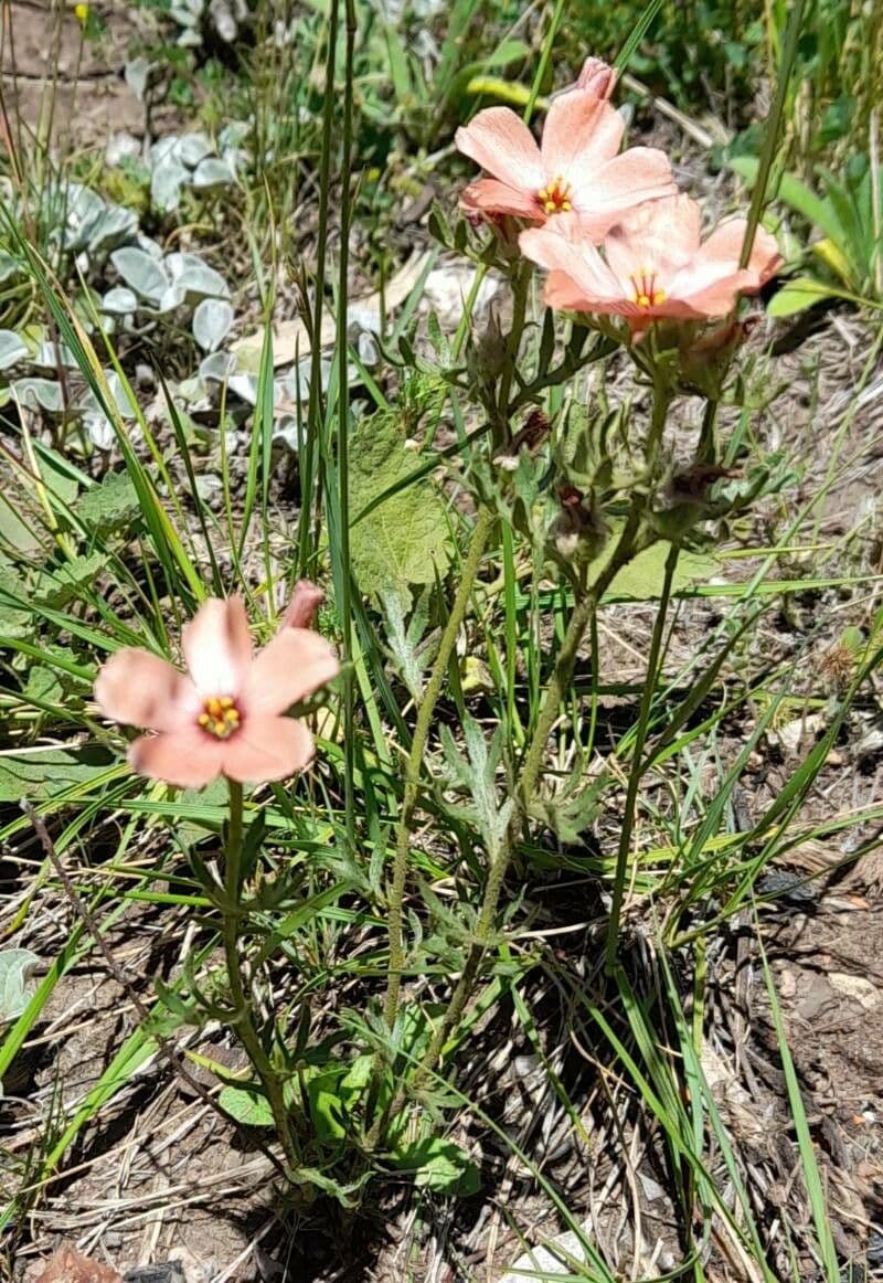 Turnera sidoides 7