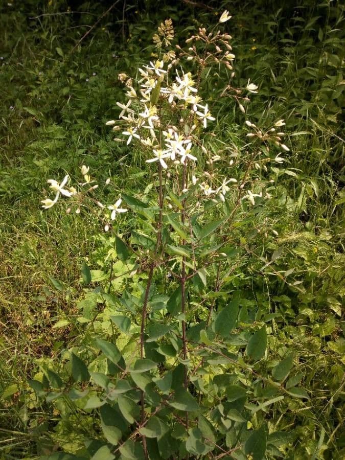 Clematis recta 22