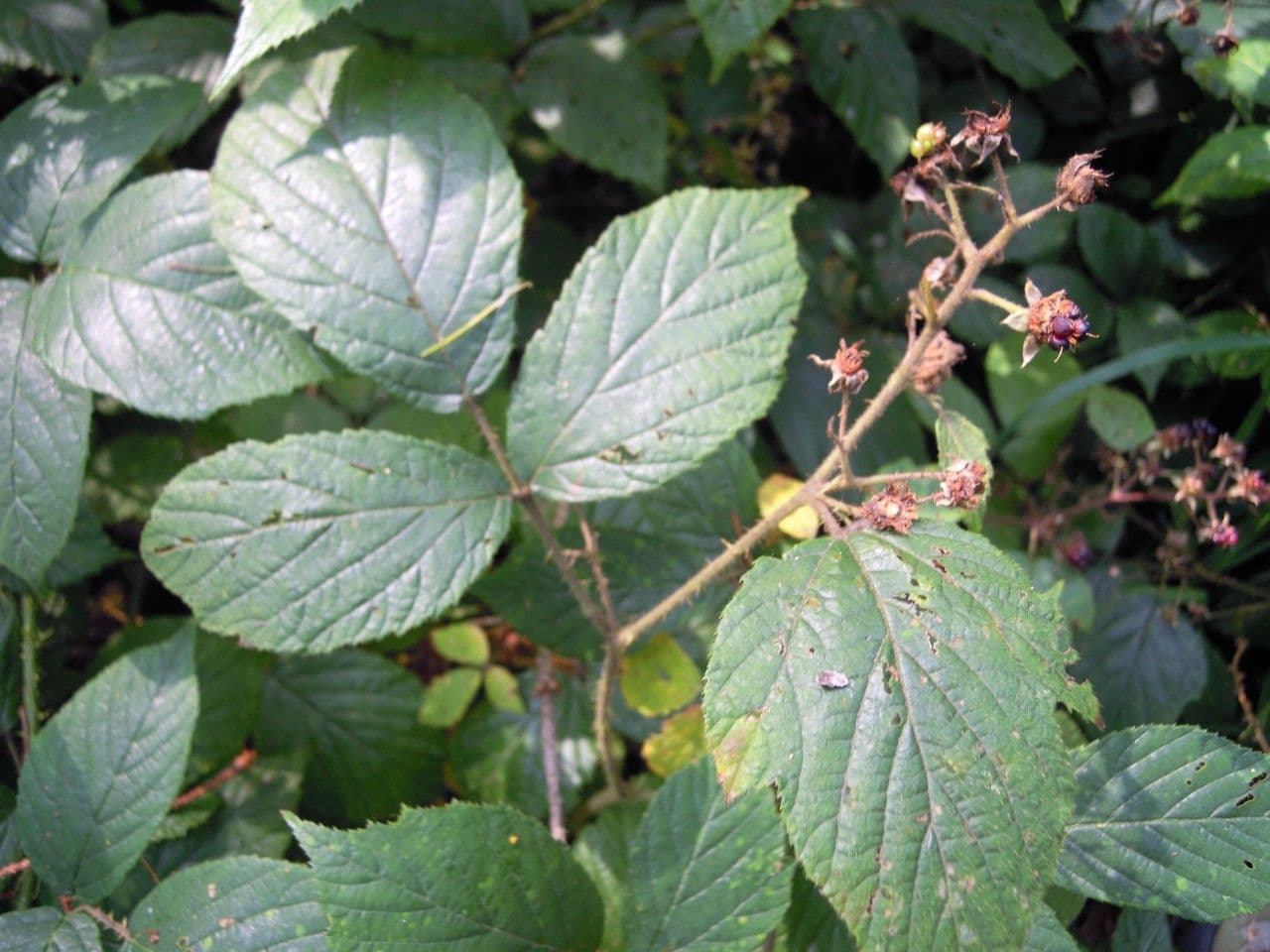 Schleichers Brombeere 19