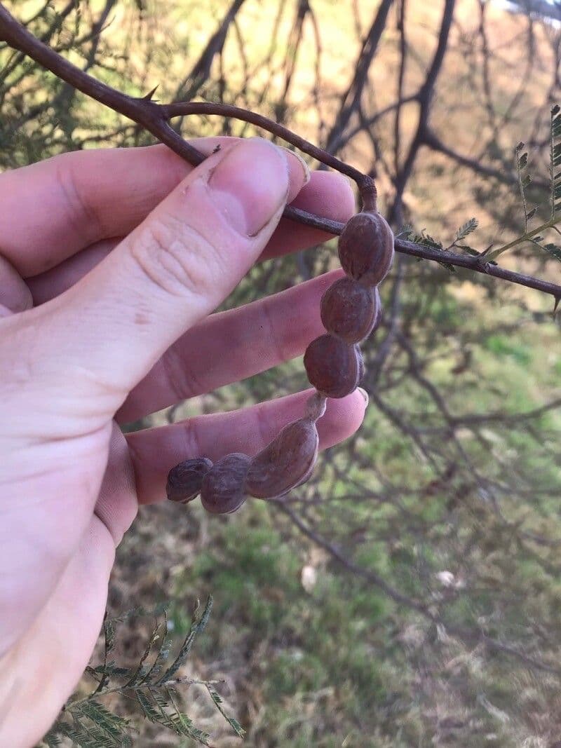 Prosopis affinis 2