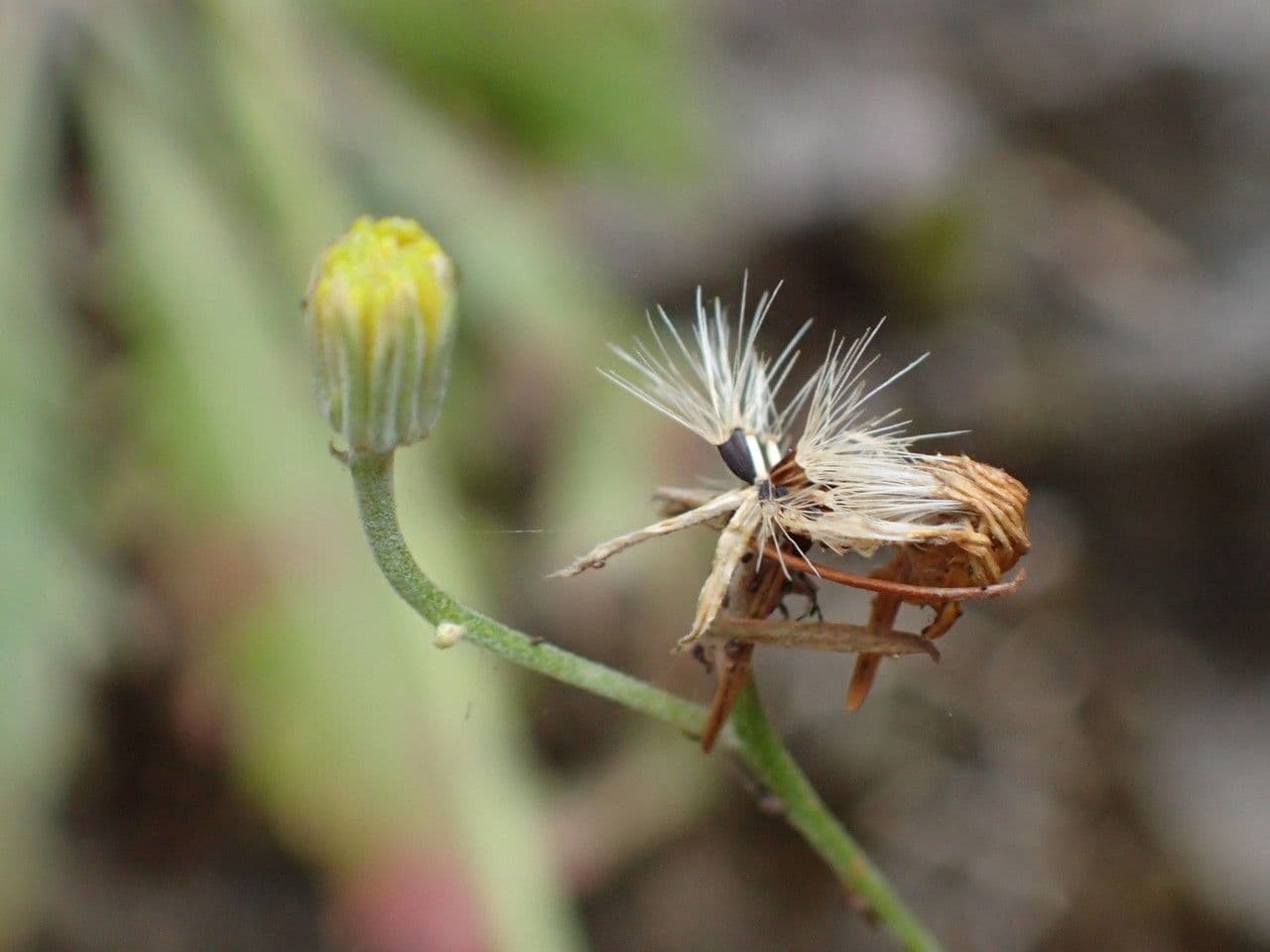 Tolpis laciniata 5