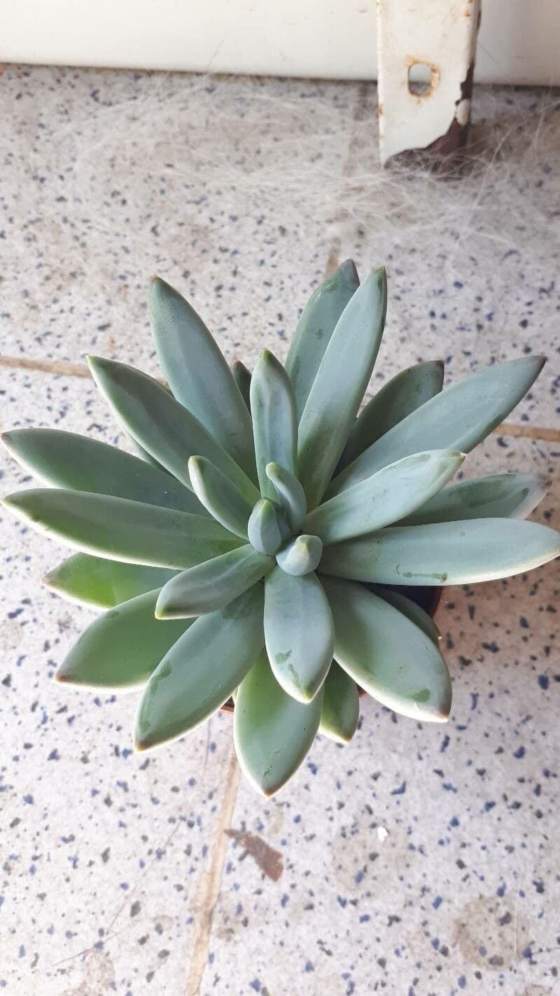Pachyphytum 2