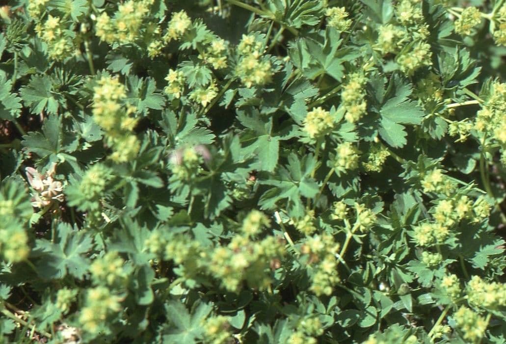 Alchemilla pentafilla 2