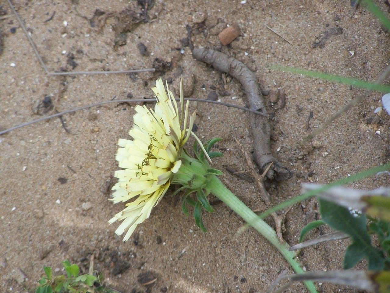 Hawkweed oxtongue 5