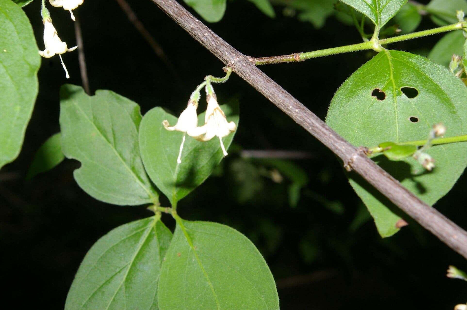 Chiococca 2