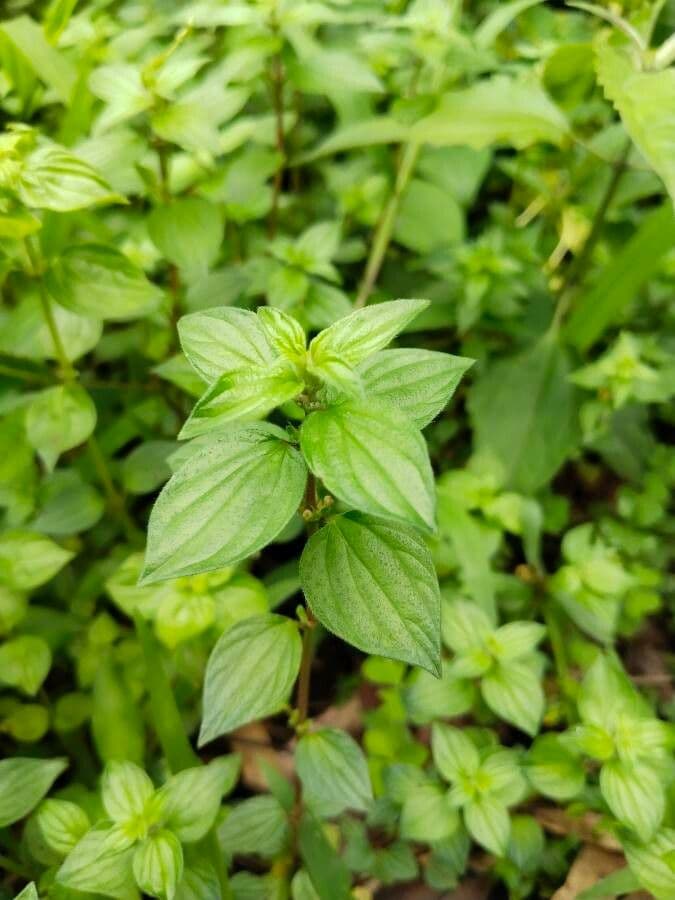 Pouzolzia