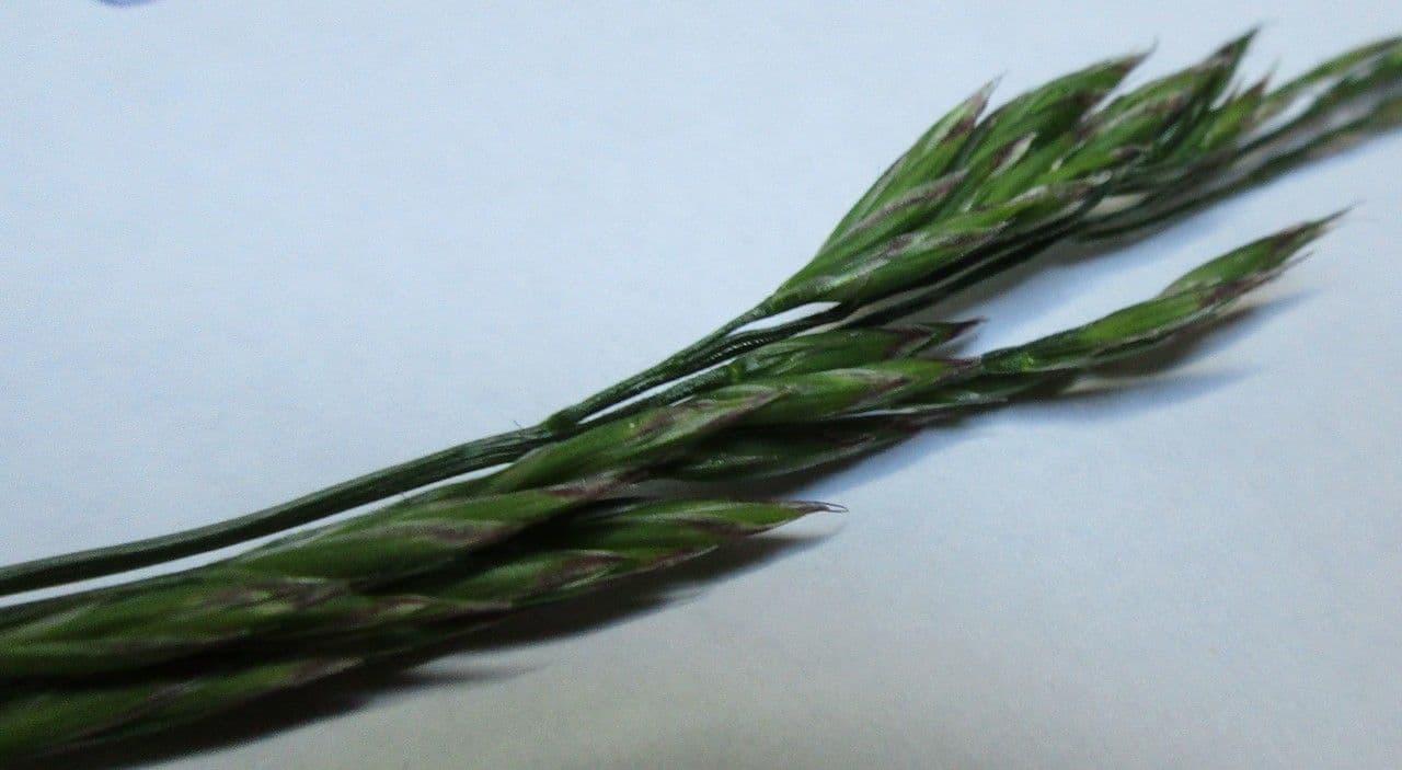 Festuca rossa 17