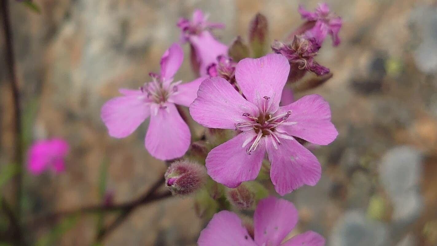 Steinrose 2