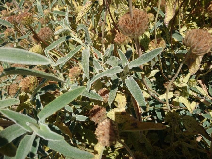 Phlomis 12