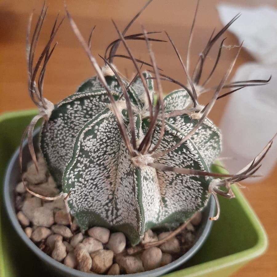 Cactus testa di capra 4