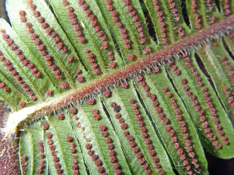 Thelypteris decussata 2