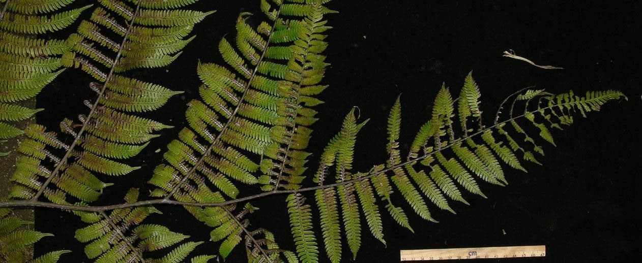 Alsophila cuspidata 7