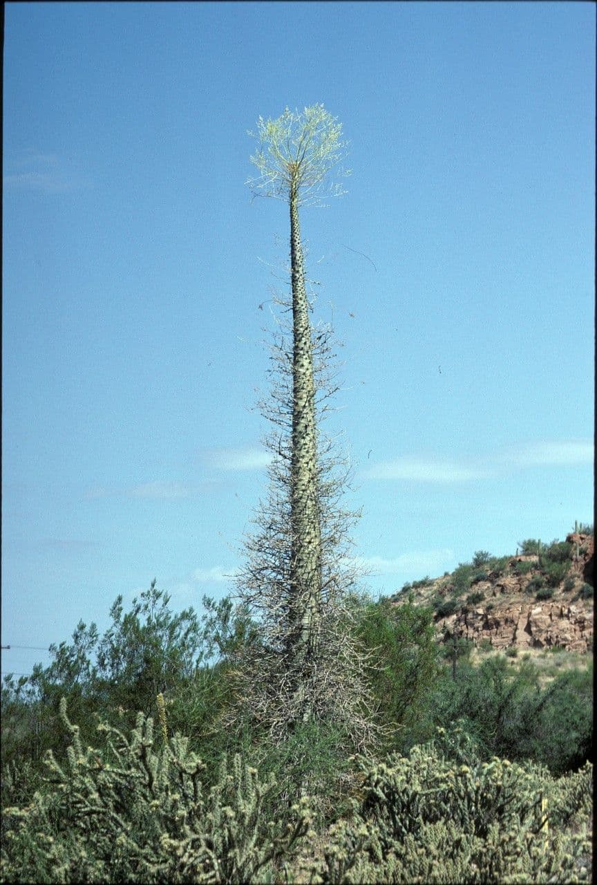 Boojum 4