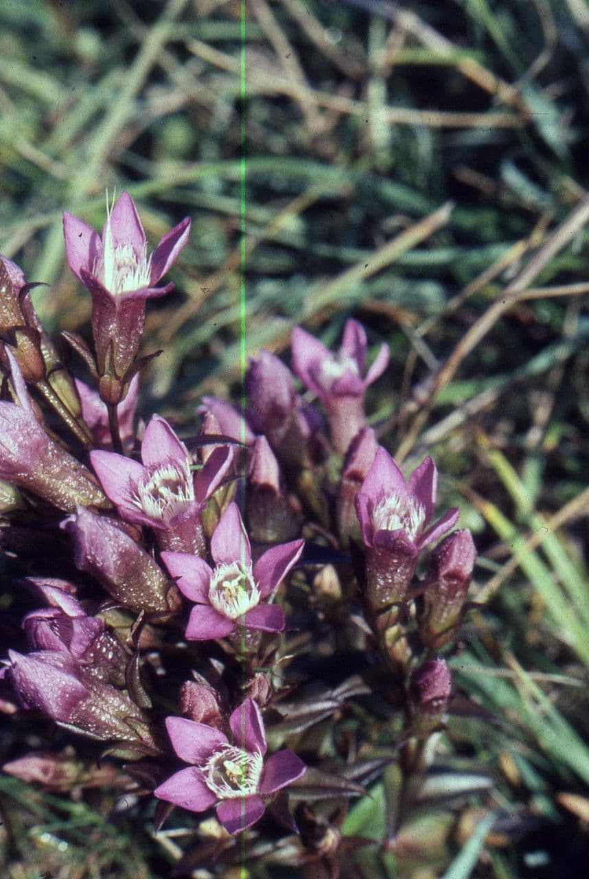 Genziana tedesca 11