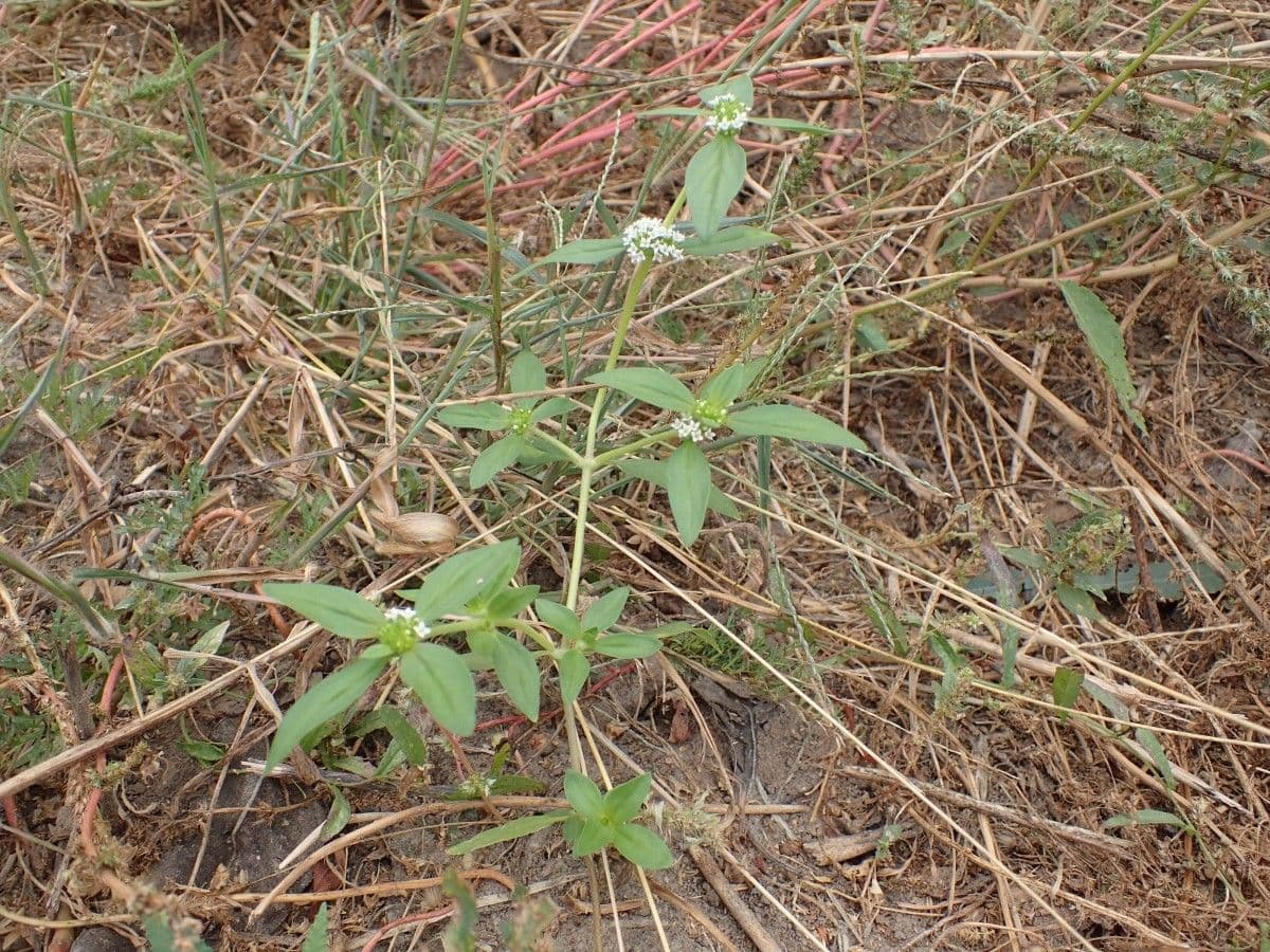 Mitracarpus hirtus 9