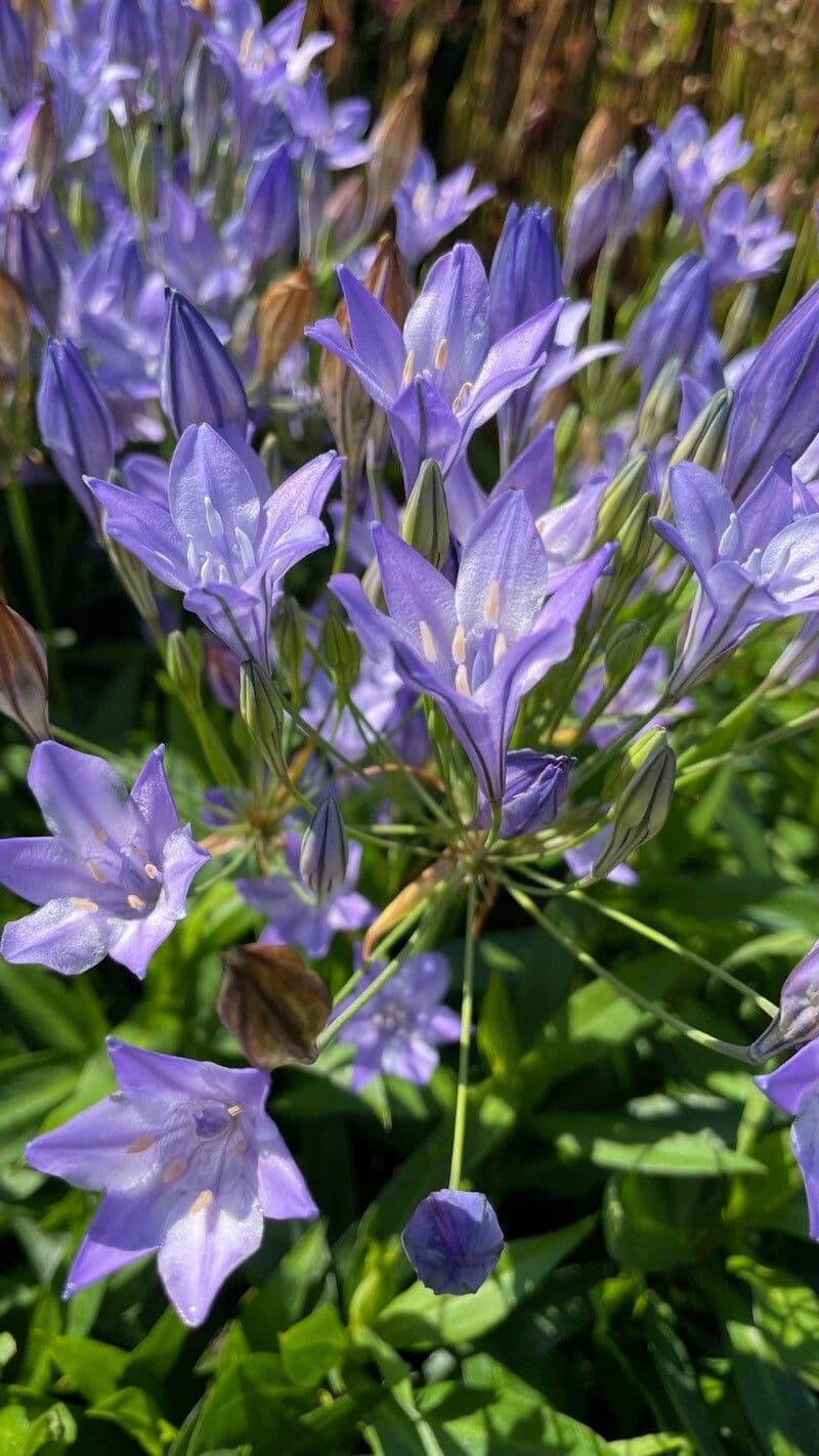 Sidalcea 2