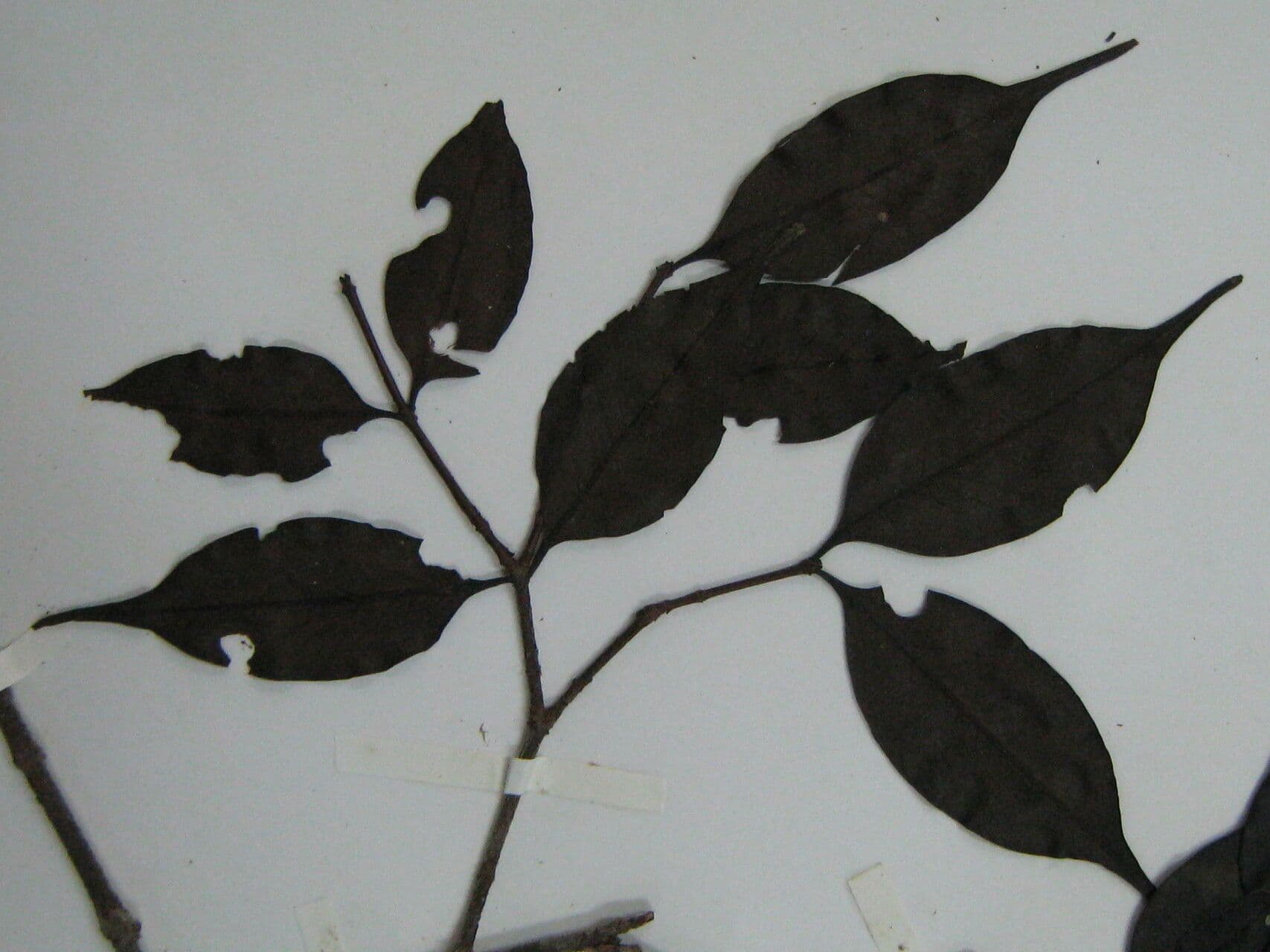 Mouriri angolocostata 10