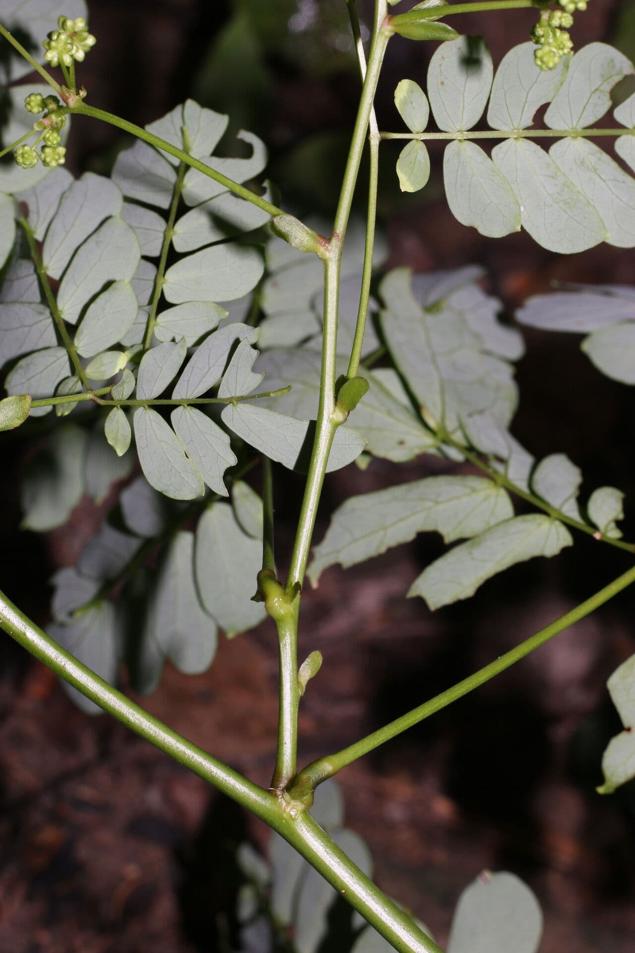 Schott's stickpea 20