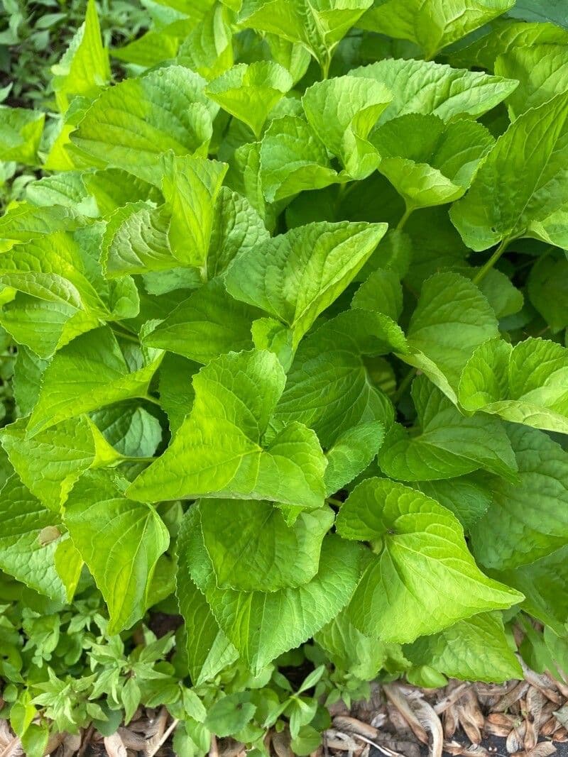 Viola americana 11