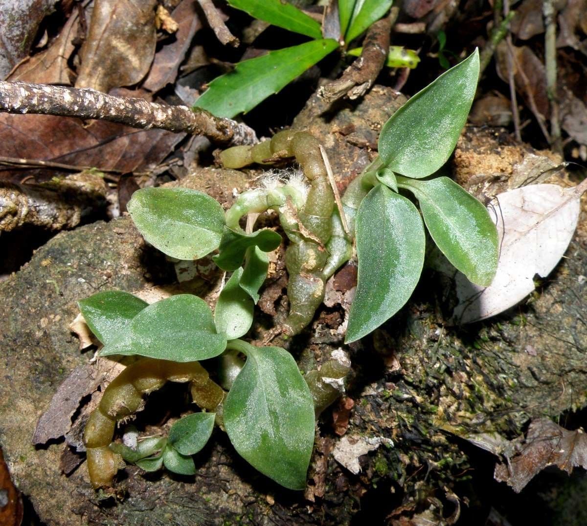 Cheirostylis 10