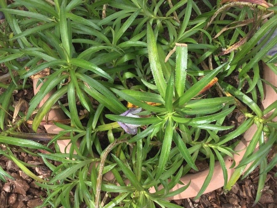 Campanula di Mauritius 6
