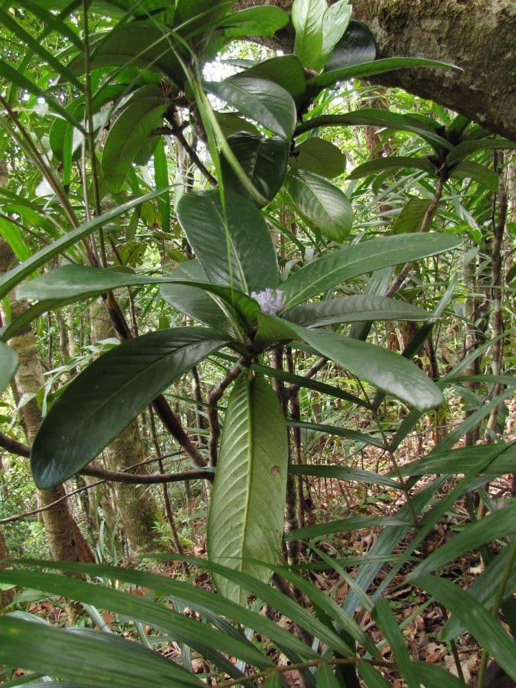 Psychotria 2