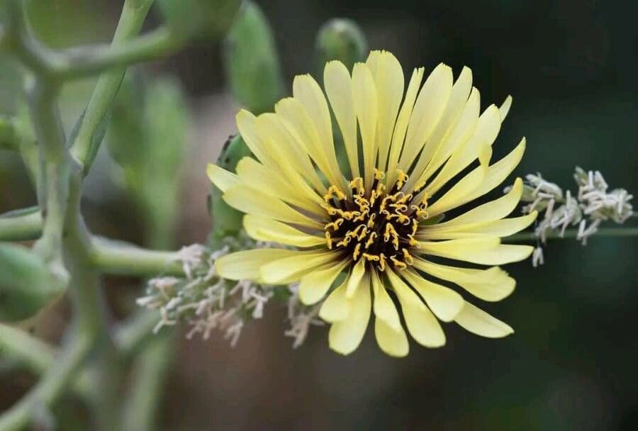 Lattuga tuberosa 5