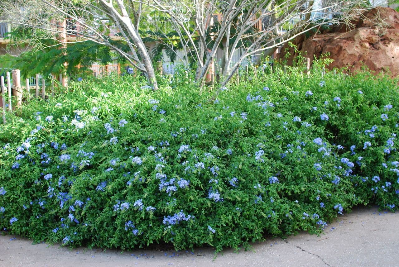 Plumbago auriculata 13