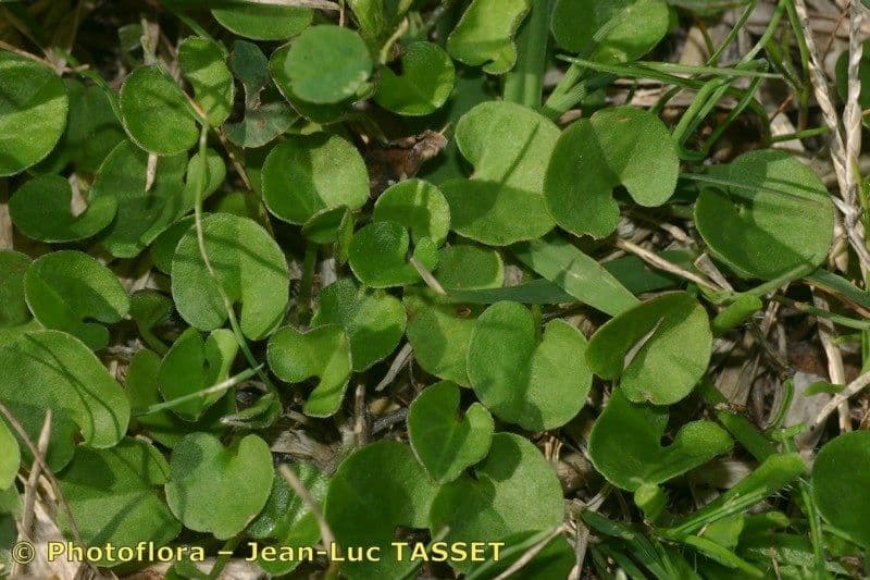 Dichondra a fiore piccolo 22