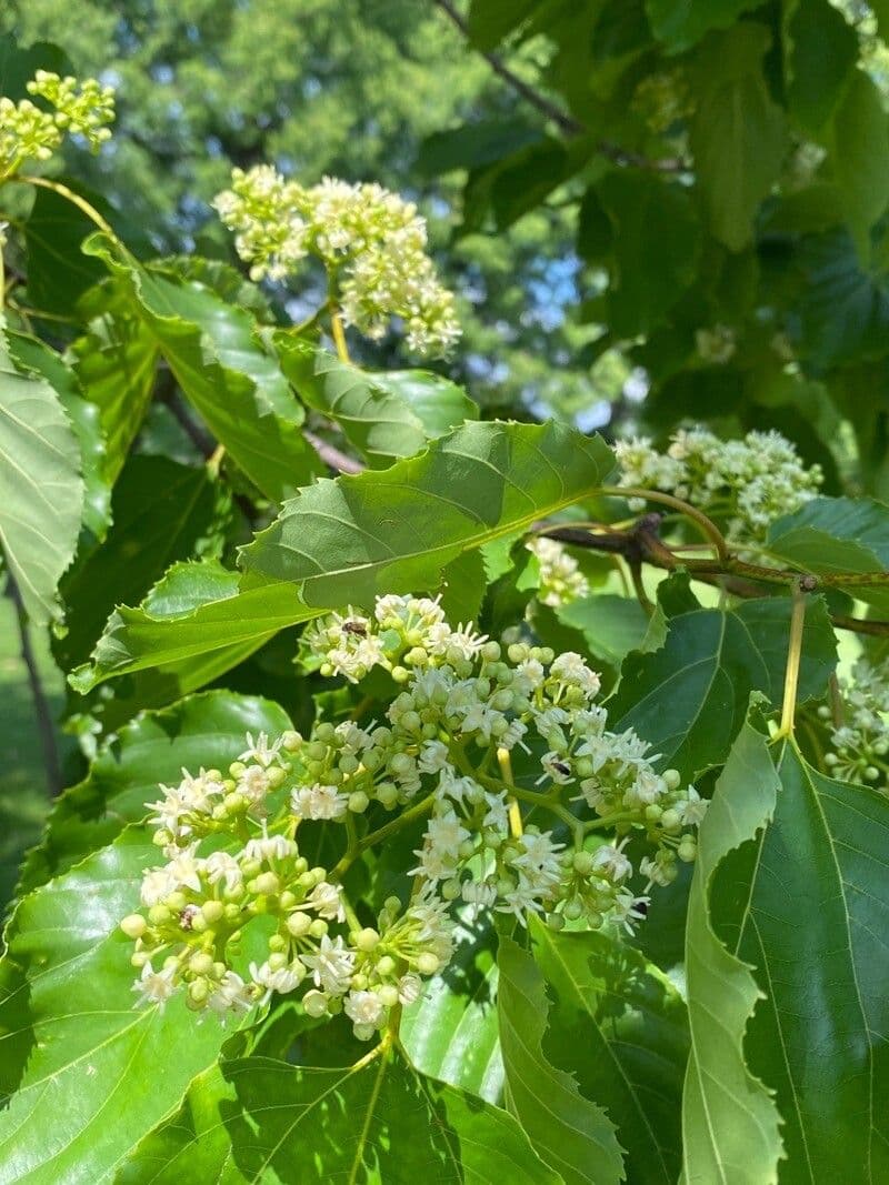 Hovenia dulce 9