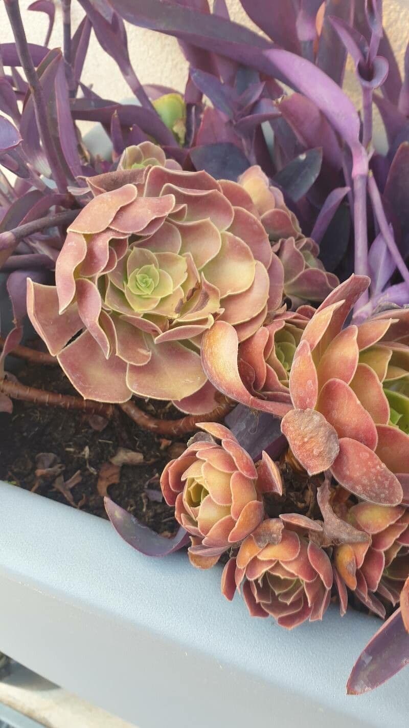 Aeonium 4