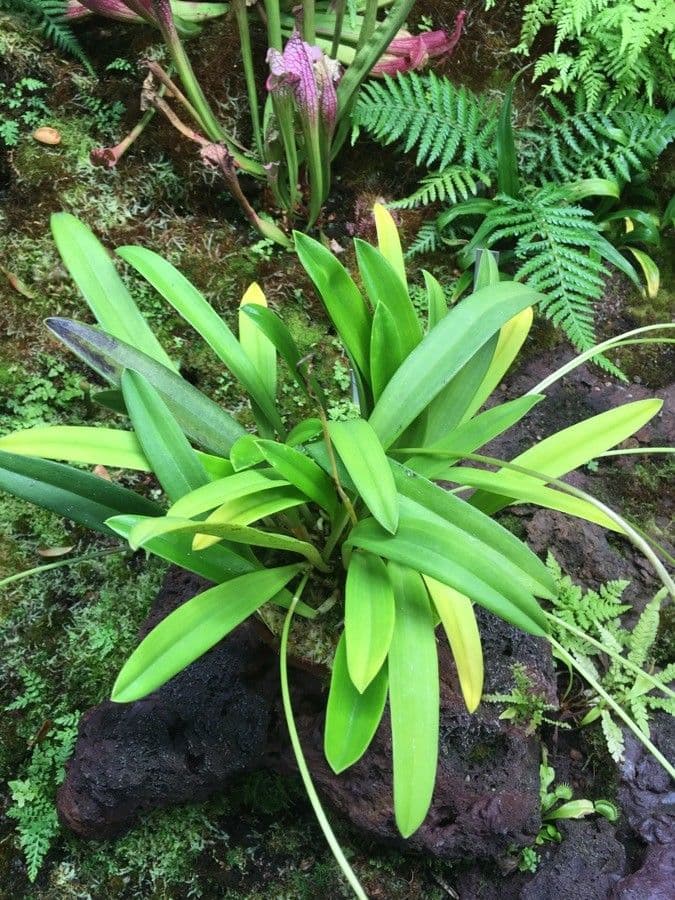 Masdevallia 9