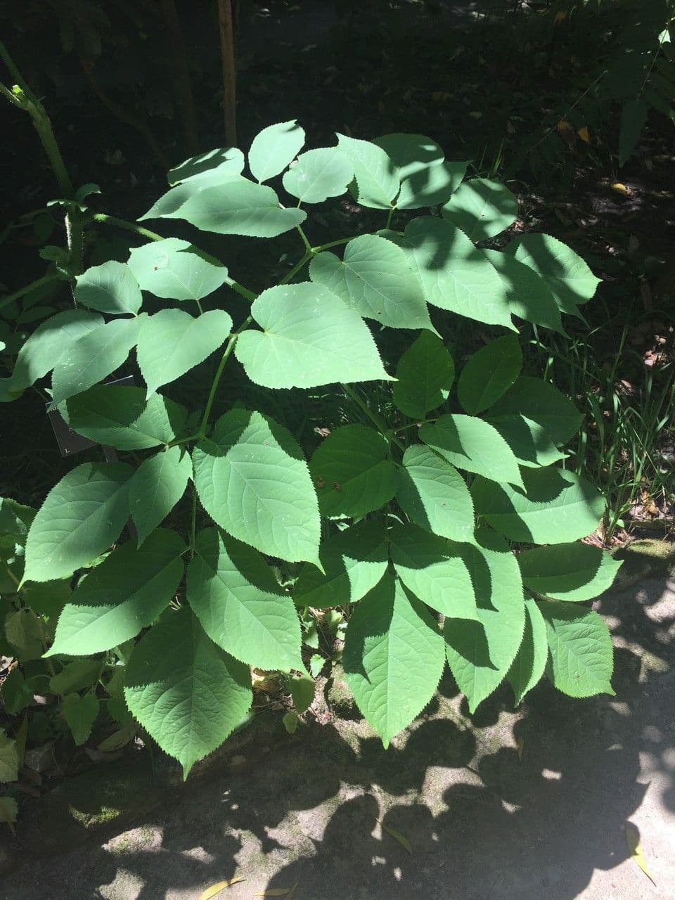 Araria racemosa 23