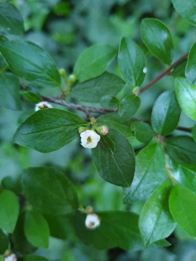 Cotonéaster commun 8