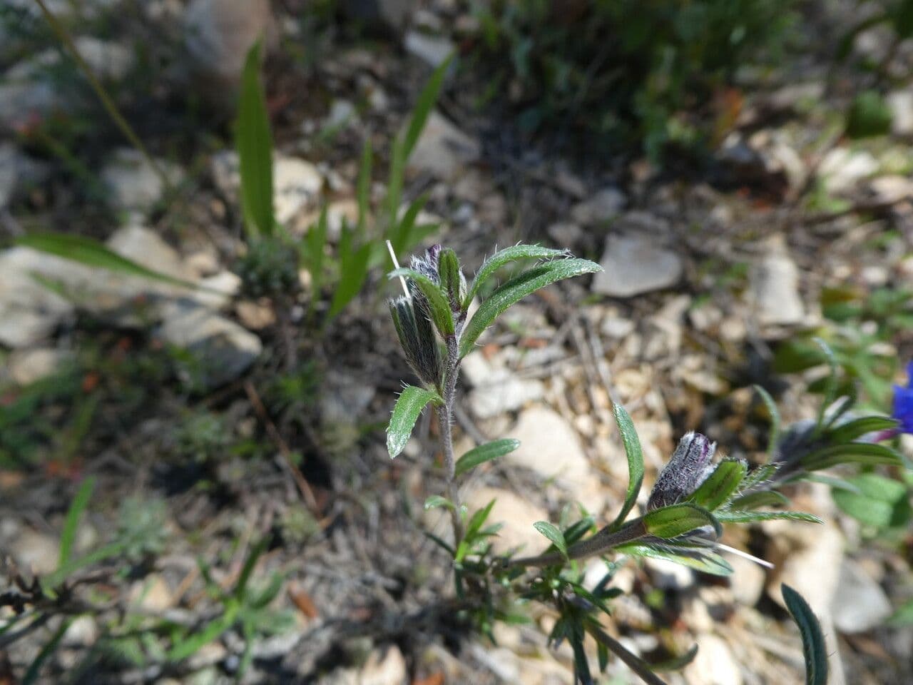 Erba perla arbustiva 23