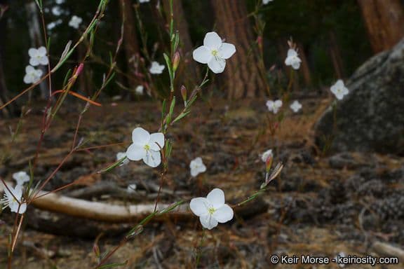 Gayophytum 7