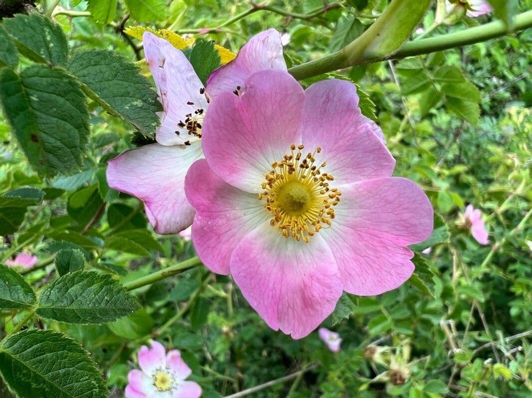 Wein-Rose 6