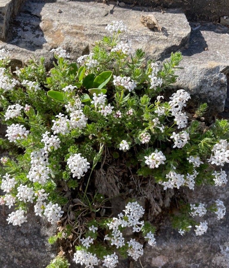 Asperula peluta 12