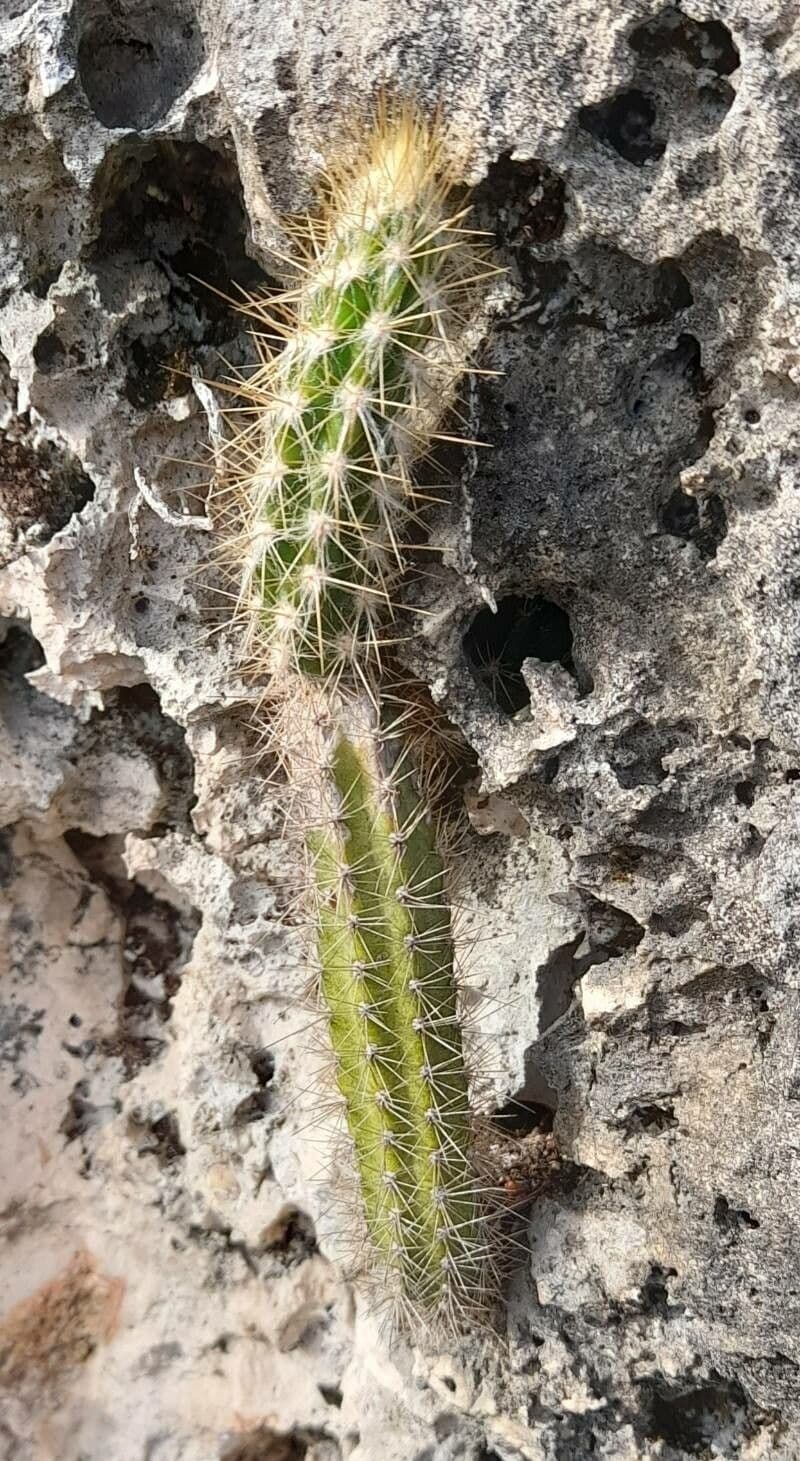 Pilosocereus 6